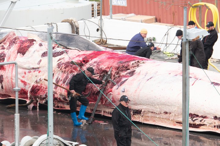 Hér er unnið að því að fjarlægja einn af fjórum sprengiskutlum úr hvalnum á mánudag.