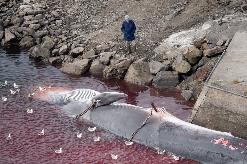 Kristján Loftsson, forstjóri Hvals hf., virti hræ kýrinnar með skutlana tvo fyrir sér er það var enn í sjónum við hvalstöðina. Mynd: Hard to Port