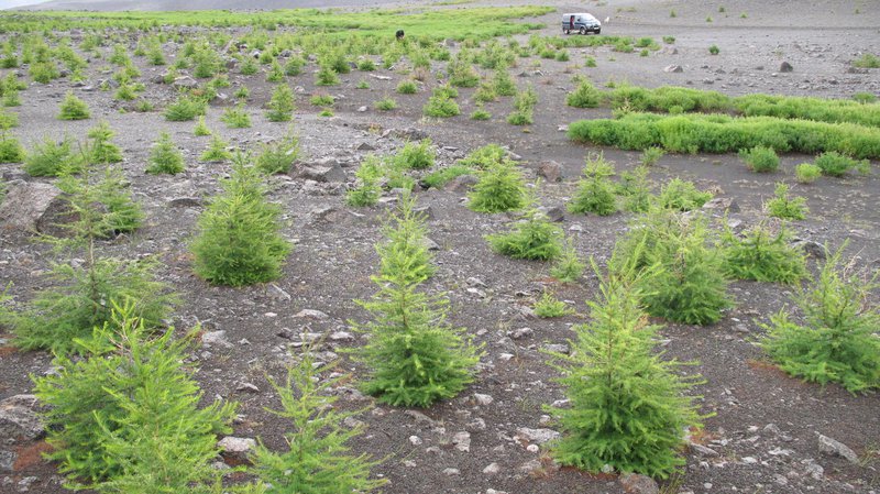 Af Hólasandi. Ljósm. Árni Sigurbjarnarson