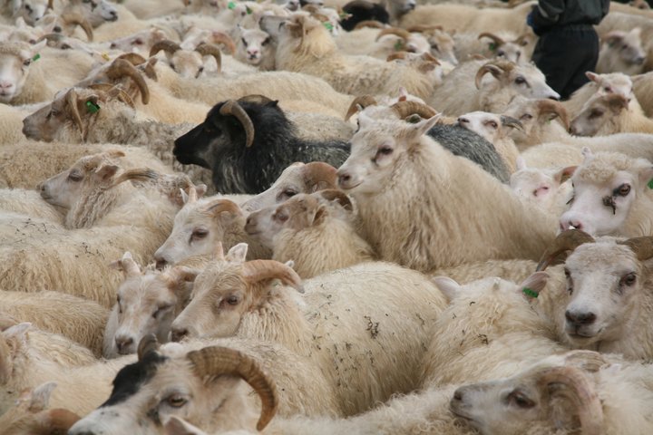 Sauðfé. Mynd: Bændasamtök Íslands. 