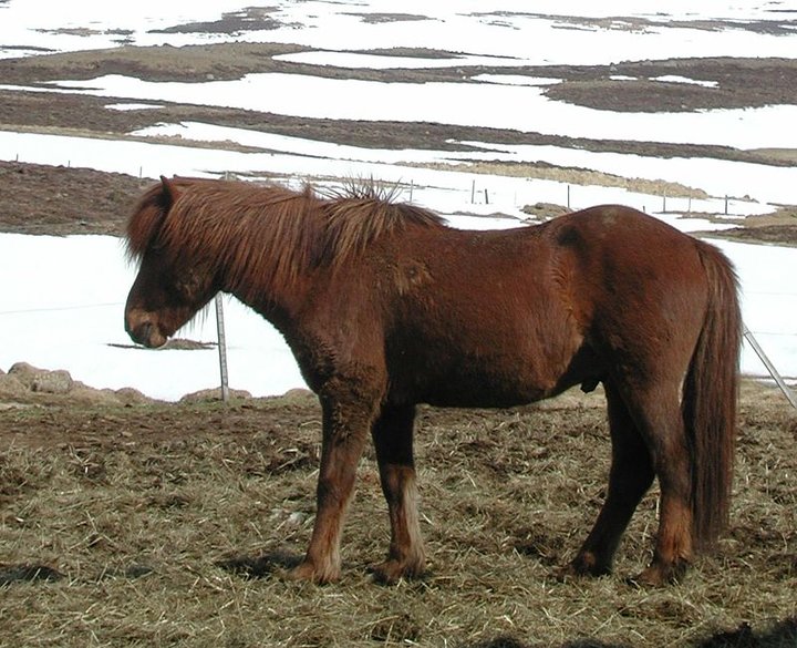 IcelandicStanding-1.jpg