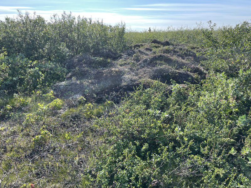 Efni úr stíg falið inni í runnum nálægt Rauðhólum.