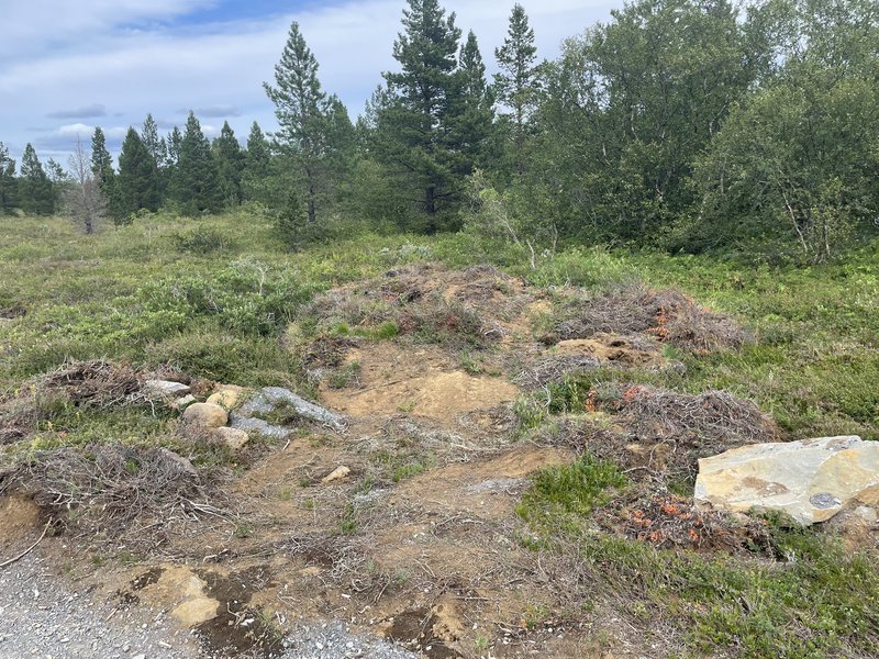 Efnishrúga utan stígs í Ásbyrgi.