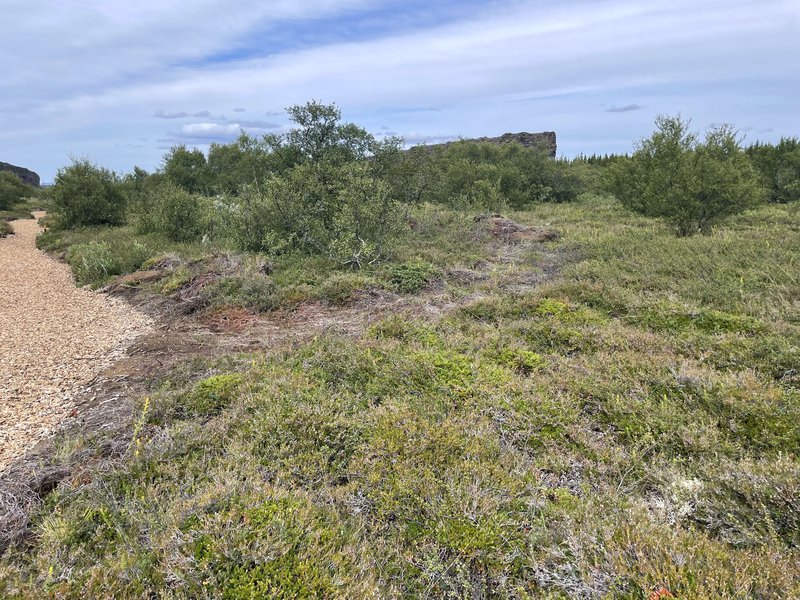 Utanvegaakstur eftir efnisflutninga inn í skógarrjóður í Ásbyrgi.