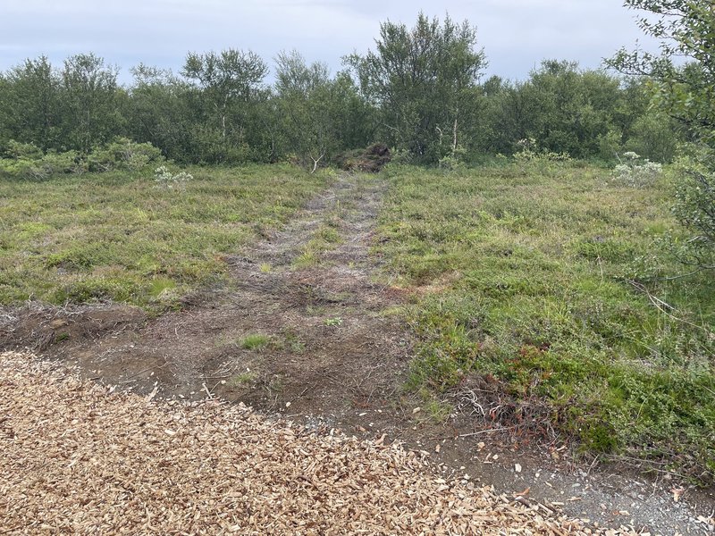 Utanvegaakstur eftir efnisflutninga inn í skógarrjóður í Ásbyrgi.