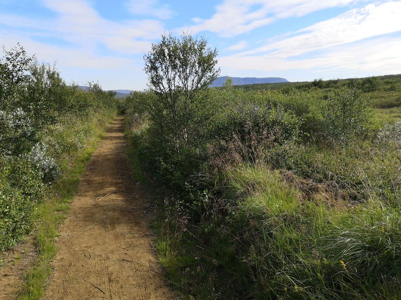 Hjólastígur og reiðleið við Ás.