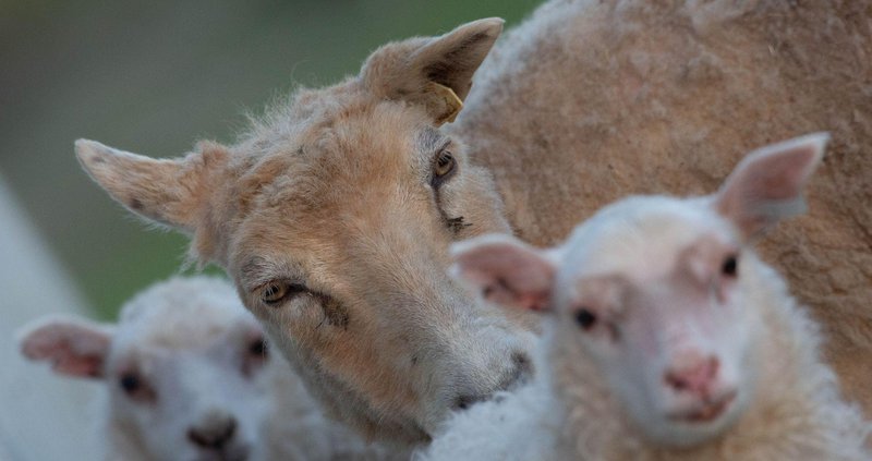Þó líftími lamba sé stuttur og það skemmsta sem gerist í dýraeld þá eru lífsgæði þeirra mikil þangað til þeim er smalað til slátrunar þar sem þau þagna. Mynd: Greinarhöfundur