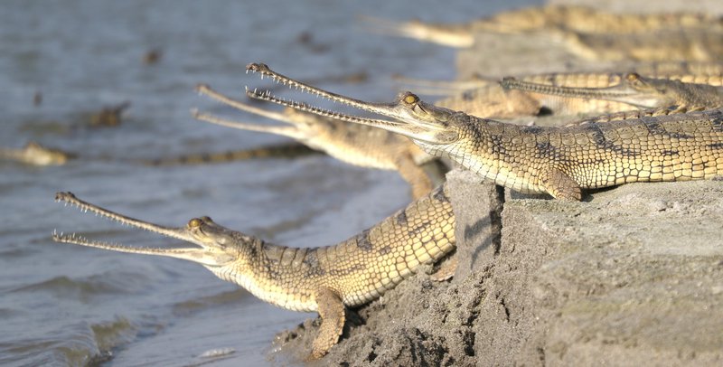 Krókódílar á árbakka í Indlandi. Mynd: WWF