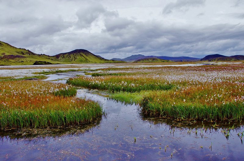 Kýlingar á hálendi Íslands. Mynd: Snorri Baldursson.