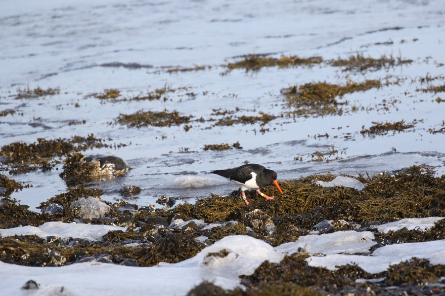 Böðvar Þórisson Tjaldur Mynd: Böðvar Þórisson