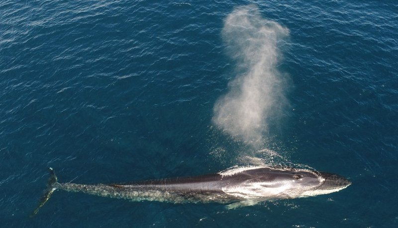 Langreyðar geta orðið 80-90 ára gamlar. Hver þeirra safnar í sig um 33 tonnum af kolefni á lífsleiðinni, nái þær fullum aldri.