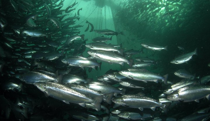 Flutningsmenn tillögunnar eru hlynntir laxeldi á Íslandi en telja þýðingarmikið að greinin verði ekki í eigu örfárra aðila