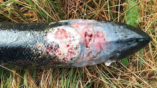 Sár á eldislaxi sem veiddist eftir að sjókvíin rifnaði.