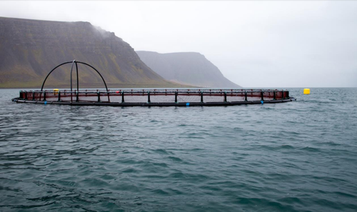 Arnarlax stundar sjókvíaeldi á Vestfjörðum.