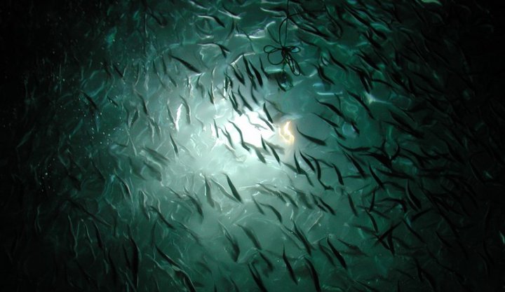 Verið getur að tugþúsundir laxa hafi sloppið úr kvíum Arnarlax síðasta sumar.