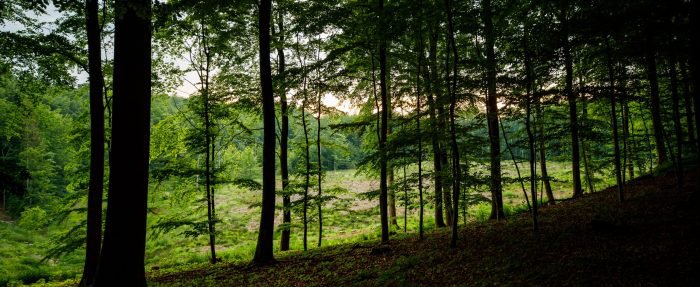 Lerbjergskógurinn er nú kominn í eigu og umsjá Danska náttúrusjóðsins.