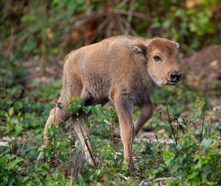 Þarna er hún! Fyrsti vísundurinn sem fæðist í Bretlandi í að minnstas kosti 6 þúsund ár.