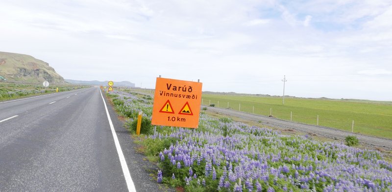 Lúpína er ágeng, innflutt tegund. Mynd: Sunna Ósk Logadóttir