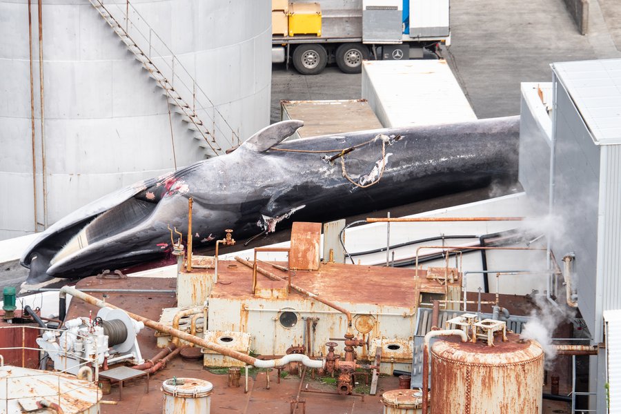 Mynd: Hard to Port Male fin whale with three visible harpoon shots.jpg