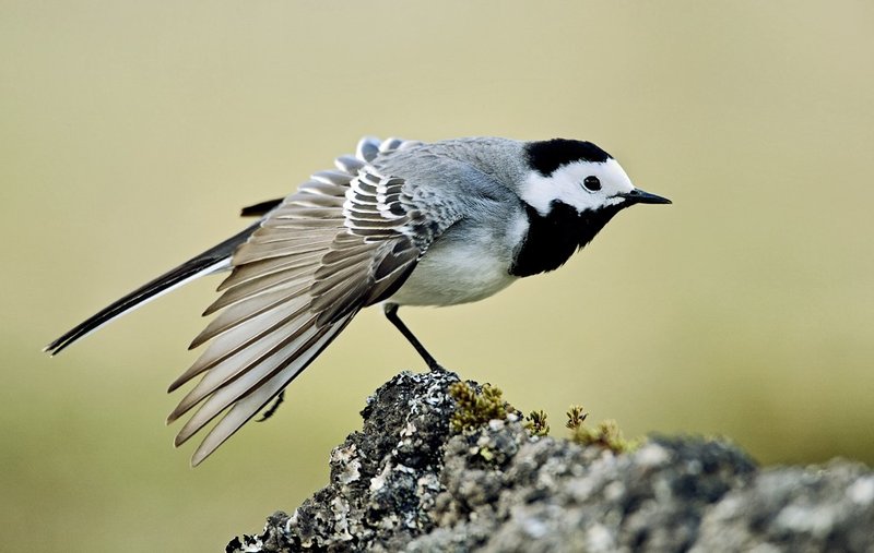 Maríuerla er einstaklega fallegur fugl. Mynd: Jóhann Óli Hilmarsson