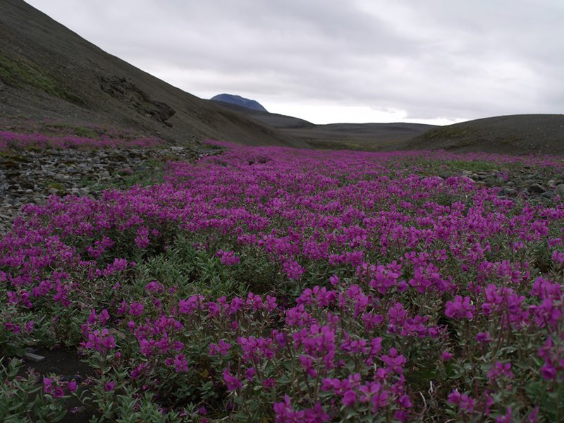 Skrokkölduvirkjun er fyrirhuguð á hálendinu á milli tveggja jökla. Mynd: Ingibjörg Eiríksdóttir
