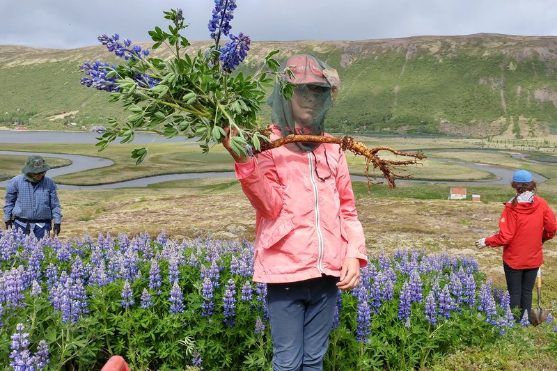 Mikil vinna er lögð í að stöðva útbreiðslu lúpínu.
