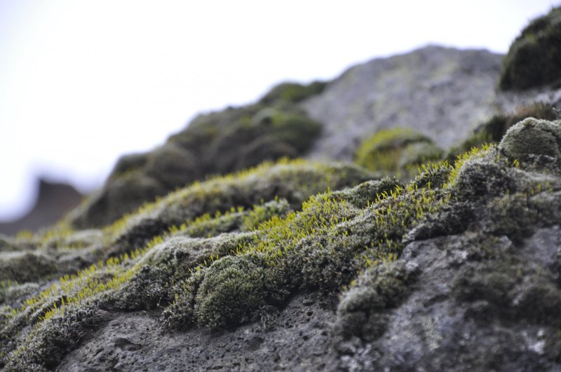605 tegundir mosa vaxa á Íslandi. Mynd: Vatnajökulsþjóðgarður