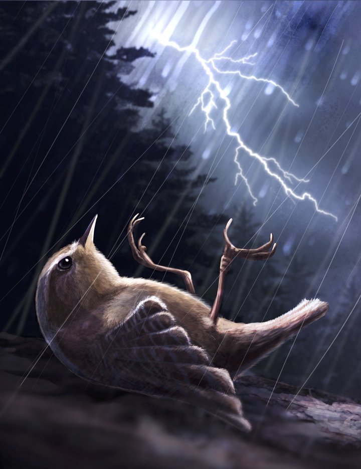 Íslensku fuglarnir og þjóðtrúin