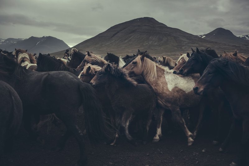 Myndr: Heiða Helgadóttir.