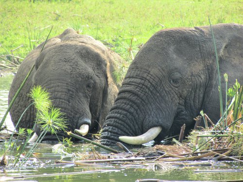 Fílar kæla sig í Nílarfjóti. Mynd: Sunna Ósk Logadóttir