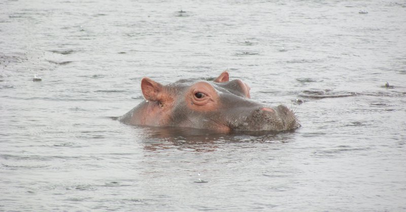 Flóðhestur í Níl, skammt frá Murchison-fossum. Mynd: Sunna Ósk Logadóttir