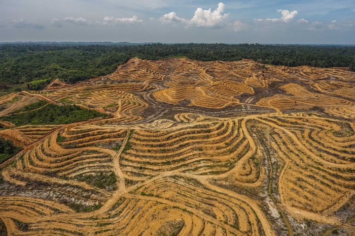 Gríðarmiklu skóglendi er fórnað víða um heim í dag, ekki síst undir framleiðslu á pálmaolíu.
