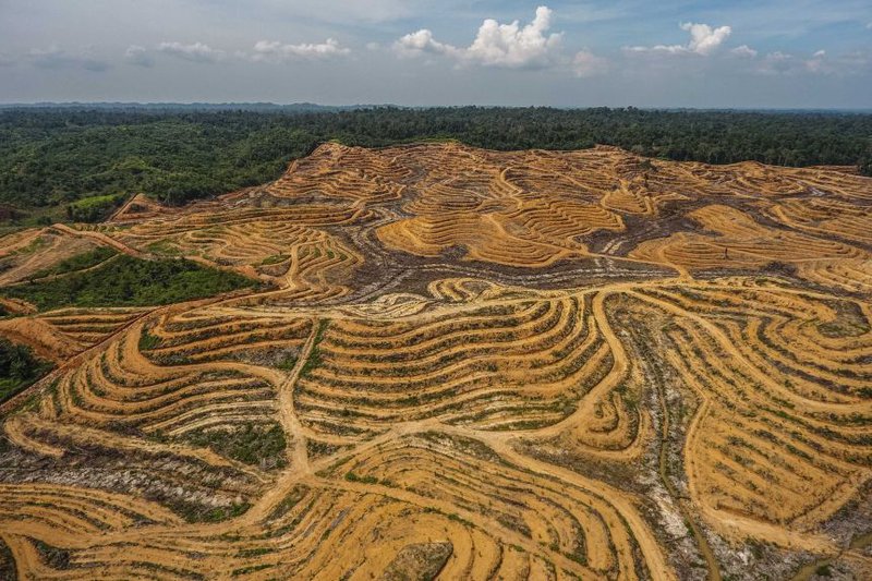 Pálmaolíuakrar í Indónesíu. Mynd: Greenpeace