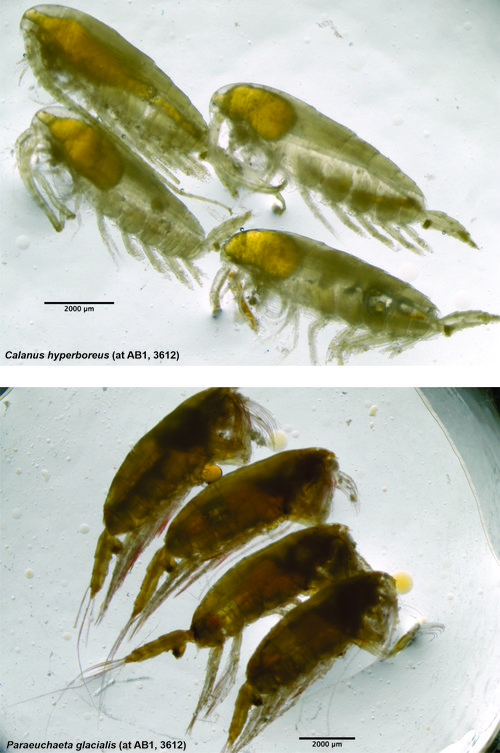 Flær sem fangaðar voru við rannsóknirnar. Þær á efri myndinni eru dæmigerðar fyrir vistkerfi heimskautasvæðina en þær neðri eru líklega nýbúar á þeim slóðum. Mynd: Norska hafrannsóknarstofnunin