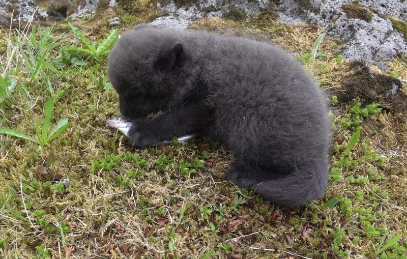 Litli yrðlingurinn gæðir sér á litlum fiski. Mynd: Ester Rut Unnsteinsdóttir