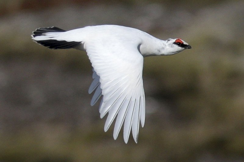 Rjúpum er sérstaklega hætt við að fljúga á hindranir. Mynd: Náttúrufræðistofnun/Ólafur K. Nielsen