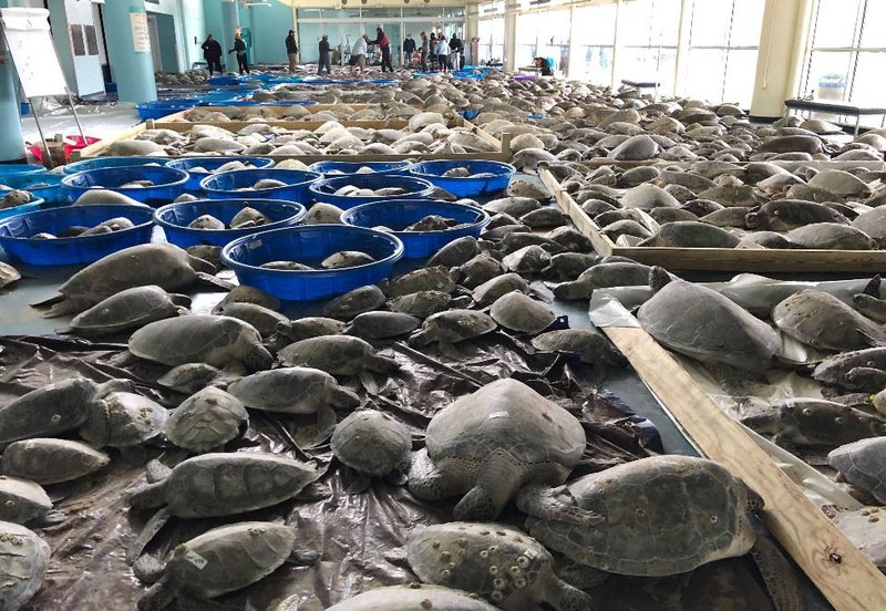 Sæskjaldbökur í hundruða tali í skjóli fyrir kuldanum í Texas.