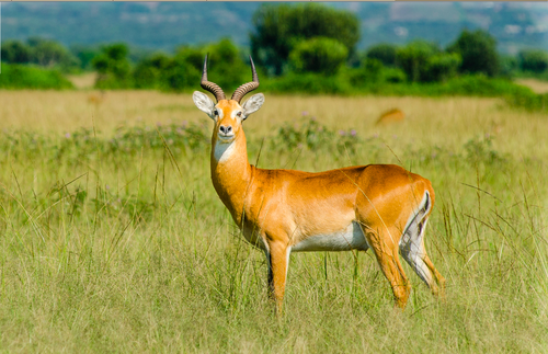 Litskrúðugt dýralíf er í Úganda. Mynd: Aðsent.