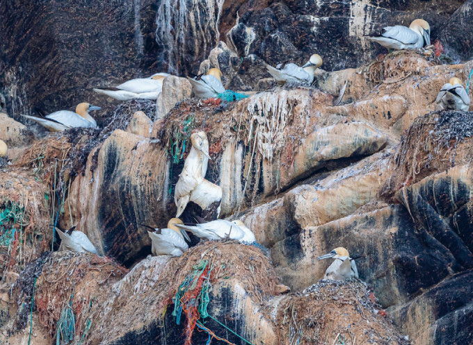 Gríðarlegt magn af plasti í fuglabjargi.
