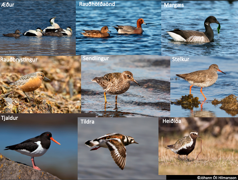 Algengir fuglar í Grófavíkinni − ætlum við að búa með þeim í sátt og samlyndi eða svipta þá heimkynnum sínum?