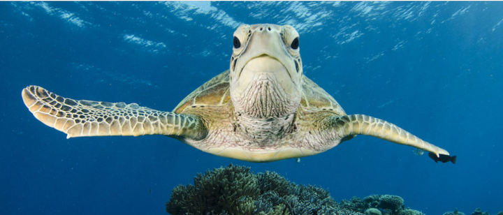 Græn risaskjaldbaka getur synt þúsundir kílómetra í leit að varpstöðvunum.