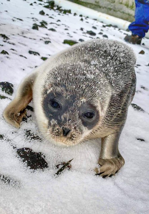 Kópurinn Kári var fluttur í Húsdýragarðinn 2019. Hann var horaður og með sýkingu. Mynd: Lögreglan