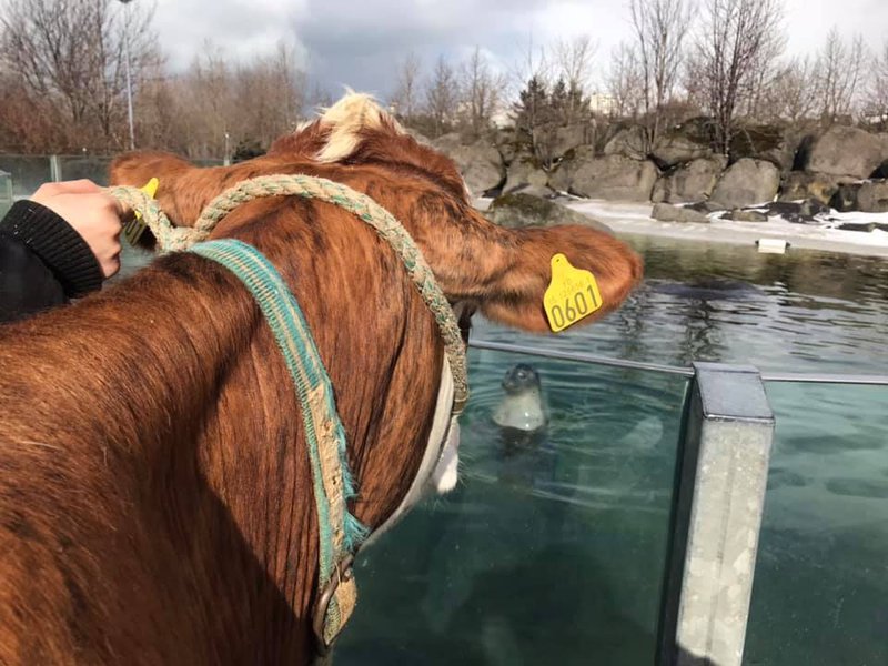 Kýrin Búbót við selalaugina. Mynd: Fjölskyldu- og húsdýragarðurinn