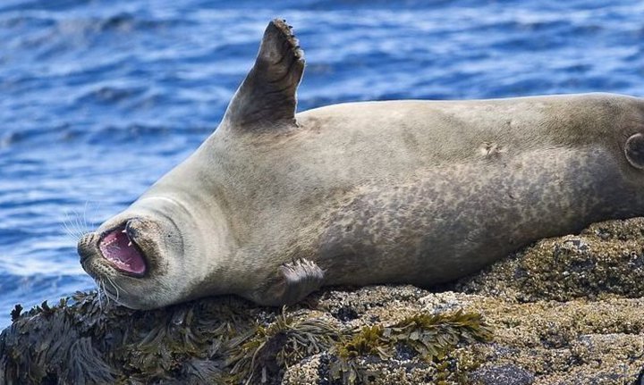 Selur í sínu náttúrulega umhverfi.