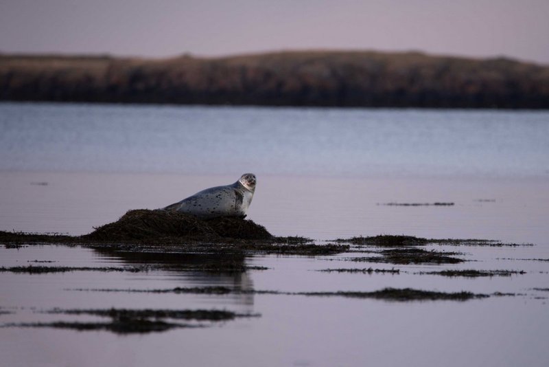 Selur á steini. Mynd: Hafró