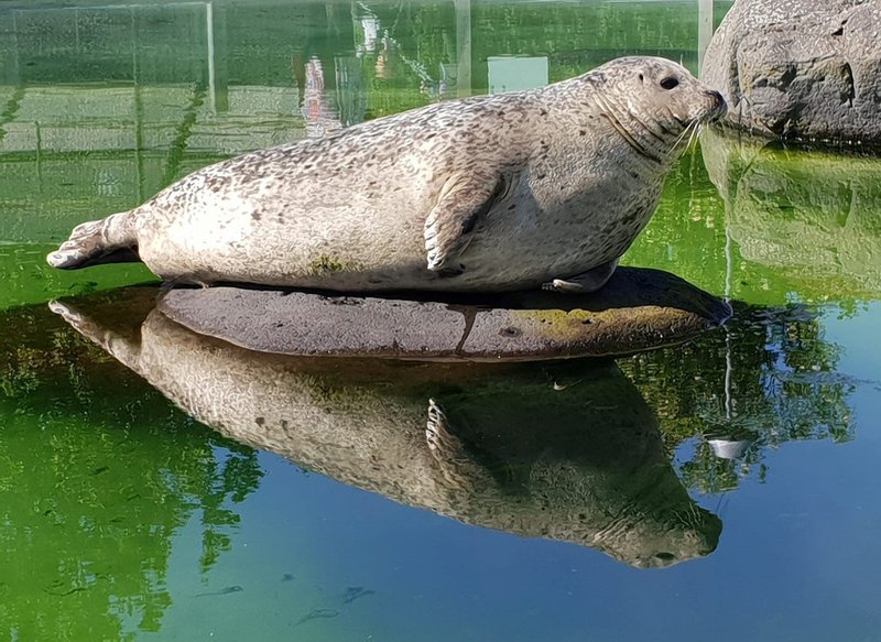 Selur í selalauginni. Mynd: Fjölskyldu- og húsdýragarðurinn