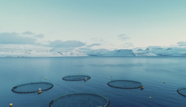 Sjókvíar á Vestfjörðum