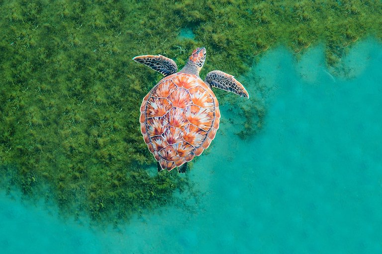 Risaskjaldbaka á sundi.