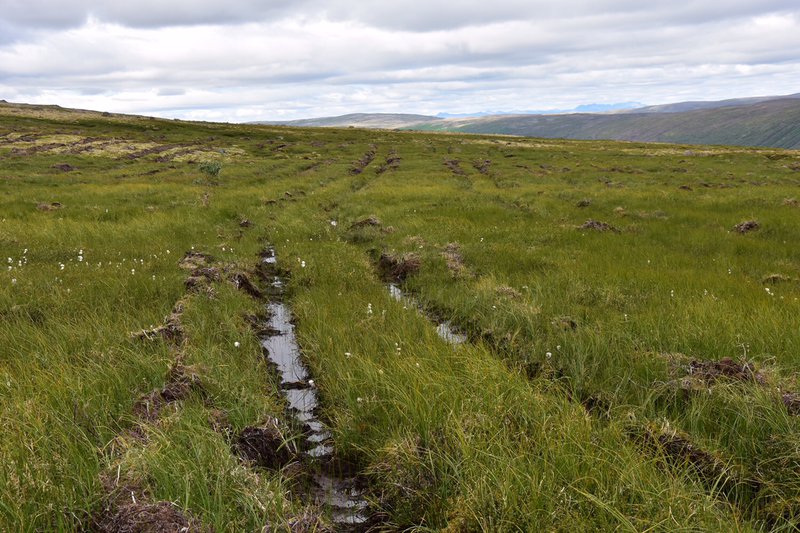 Gróðursetja átti birki í þetta votlendi sem er í meira en 300 m hæð. Mynd: Sigurður H. Magnússon