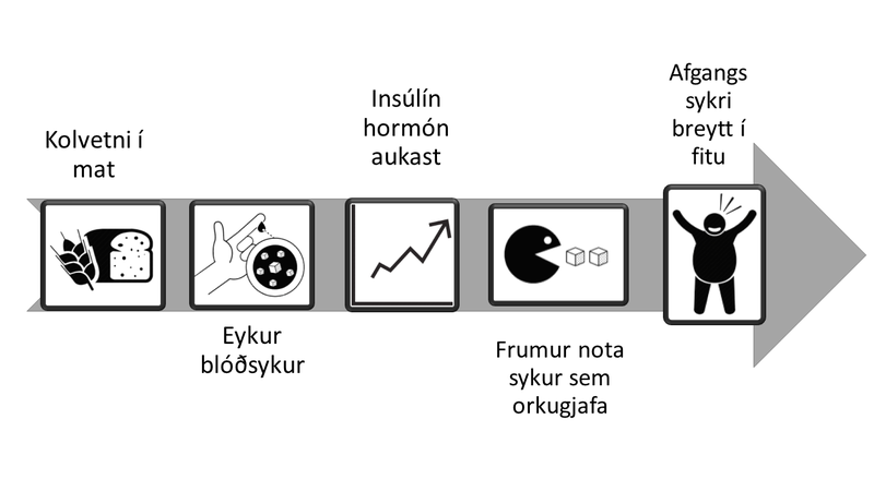 Frá kolvetnum að fitu
